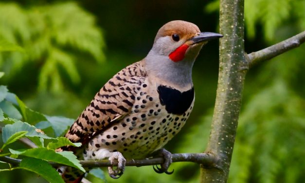 An Easy Way to Respond to Alabama’s War on Women: Contribute to the National Network of Abortion Funds