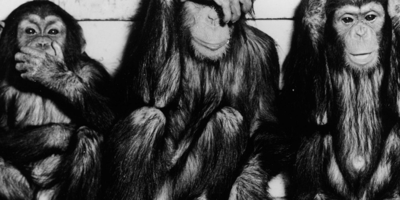 Monkey See, Monkey Do: The Conservative Intelligentsia Has a Collective Meltdown Over Mueller