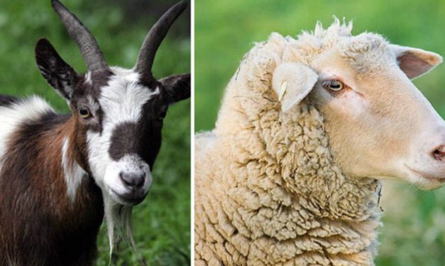 Sheep and Goats