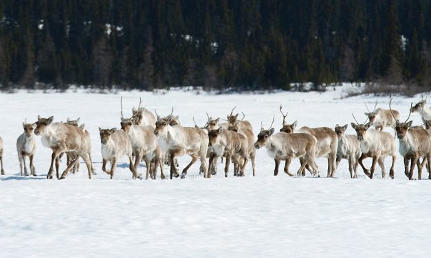 Trump Follows Hottest Day Ever With Plans to Drill in Arctic Wildlife Refuge