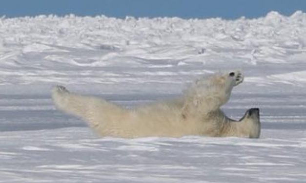 Trump Racing Forward With Leases for Arctic Wildlife Drilling