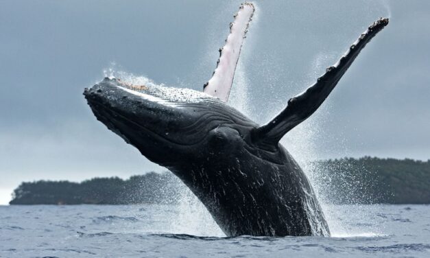 Give Me More Stories About Men Being Swallowed by Whales