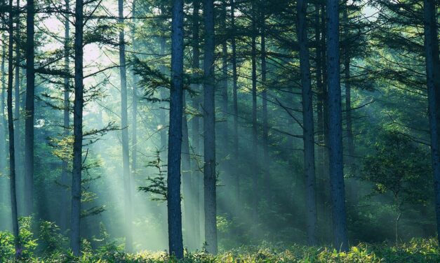 Kevin Drum Misses the Forest for the Trees