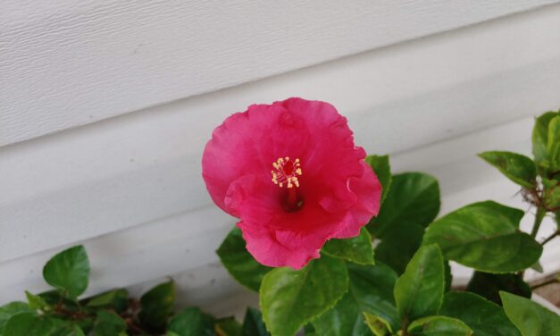 Friday Photo Flog, V. 3.041